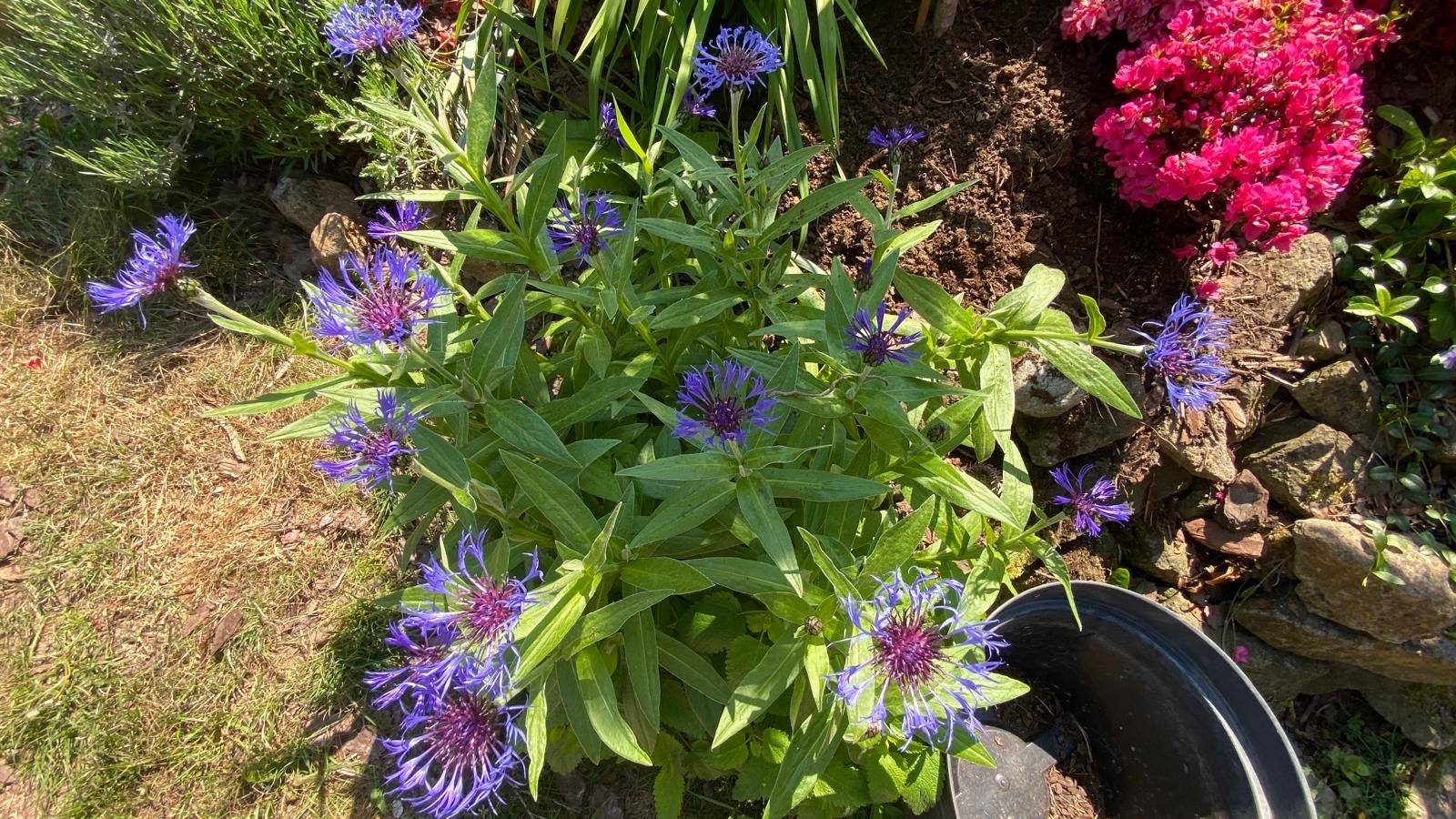 Realizace zahradního chodníku – Zahrady Véra